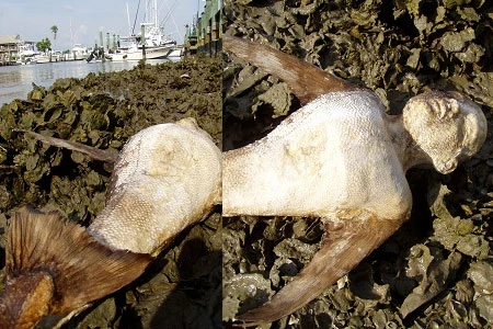 Thực hư quái vật người cá được rao bán giá cả nghìn USD ảnh 9